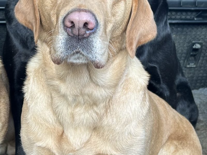 FTCh-bred Labrador Pups