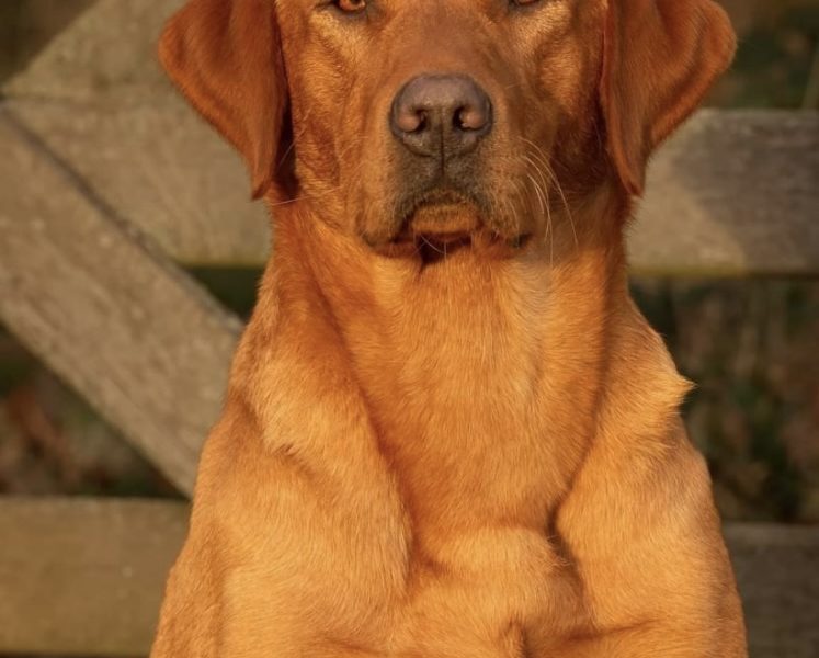 FTCh-bred Labrador Pups
