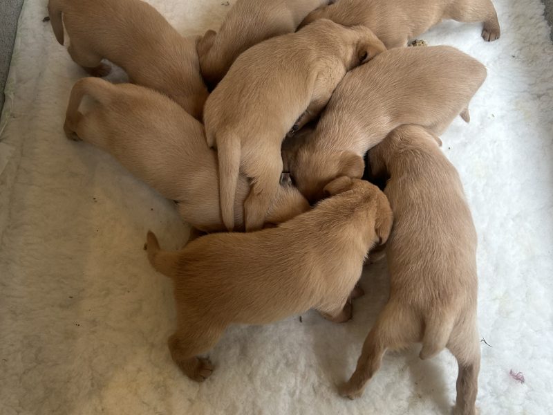 FTCh-bred Labrador Pups