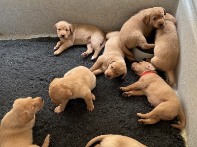 FTCh-bred Labrador Pups