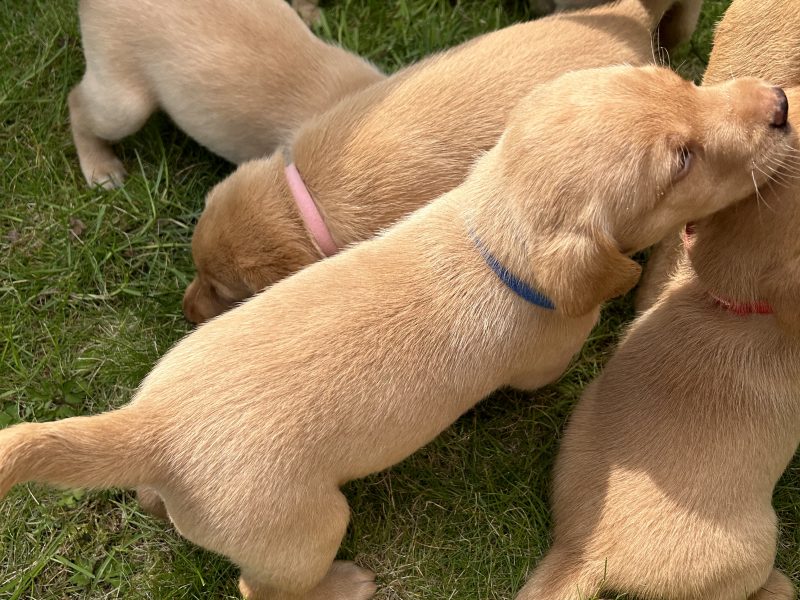 FTCh-bred Labrador Pups