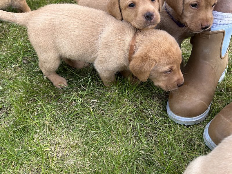 FTCh-bred Labrador Pups