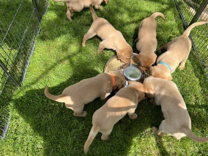 FTCh-bred Labrador Pups