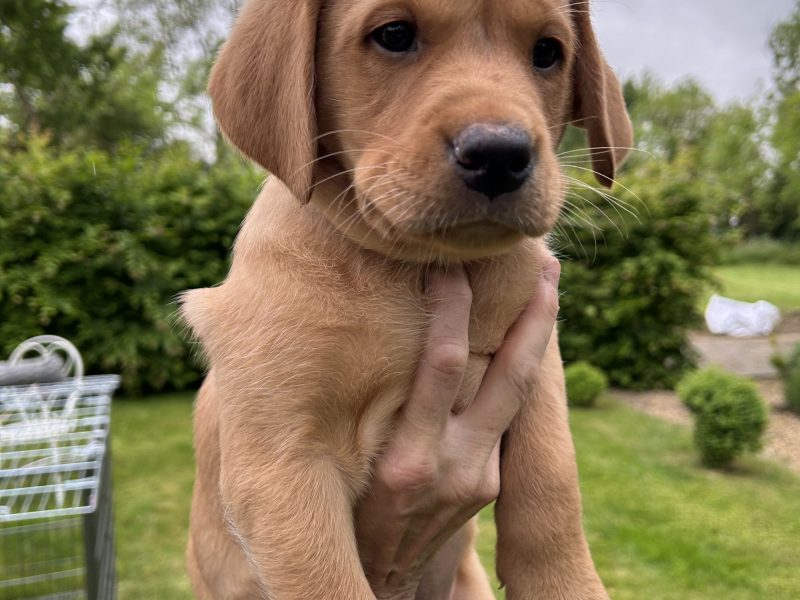 FTCh-bred Labrador Pups