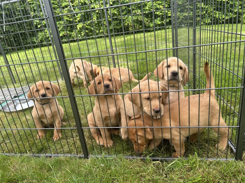 FTCh-bred Labrador Pups