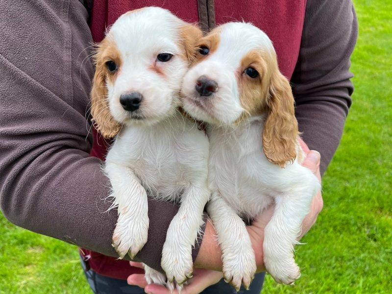 Beautiful Golden and White WCS puppies available