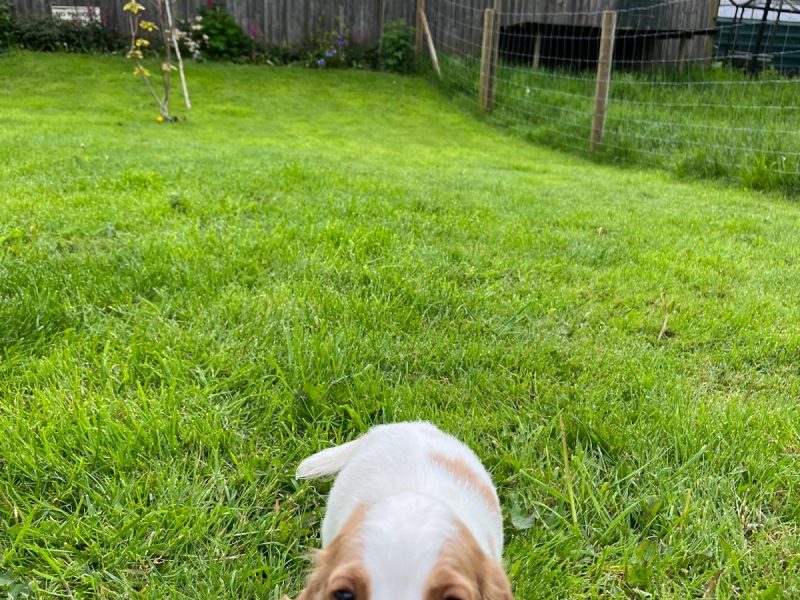 Beautiful Golden and White WCS puppies available