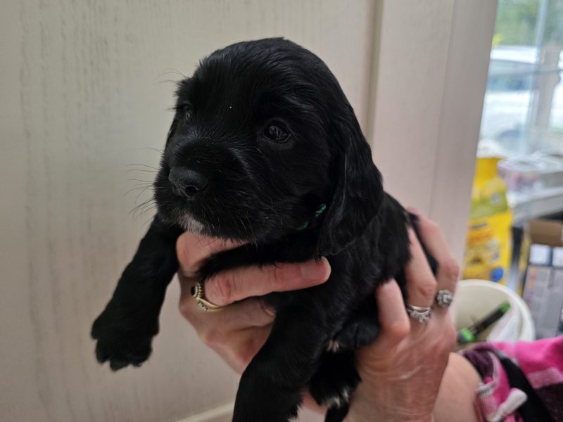 Incredible working cocker spaniel puppies kc registered