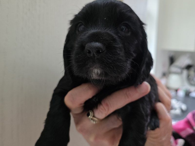 Incredible working cocker spaniel puppies kc registered