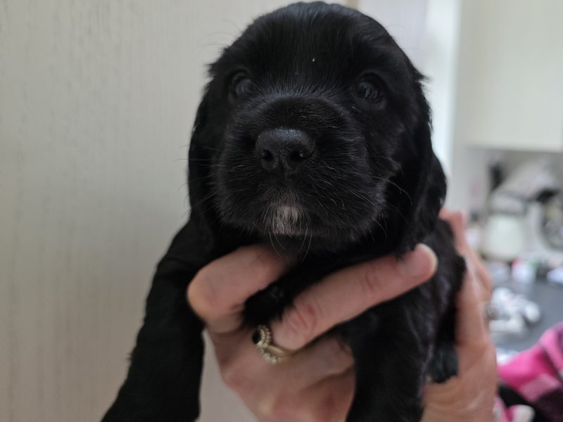 Incredible working cocker spaniel puppies kc registered