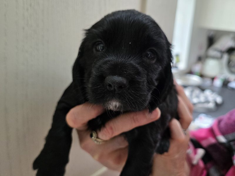 Incredible working cocker spaniel puppies kc registered