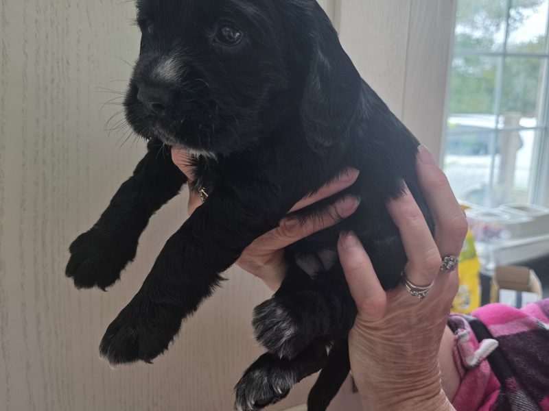 Incredible working cocker spaniel puppies kc registered