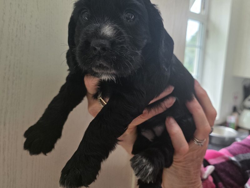 Incredible working cocker spaniel puppies kc registered