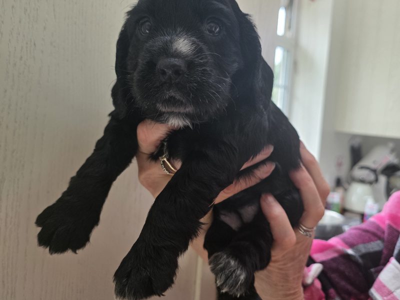 Incredible working cocker spaniel puppies kc registered