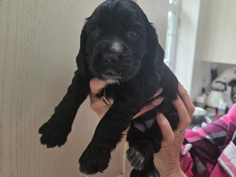 Incredible working cocker spaniel puppies kc registered