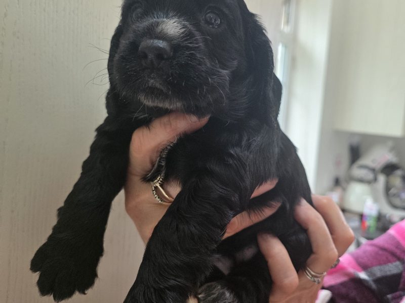 Incredible working cocker spaniel puppies kc registered