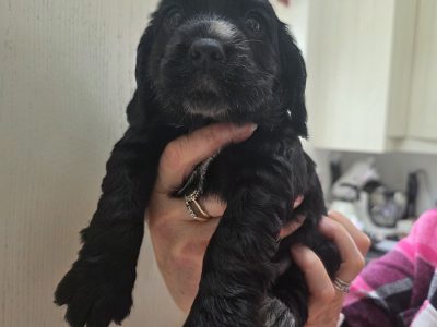 Incredible working cocker spaniel puppies kc registered