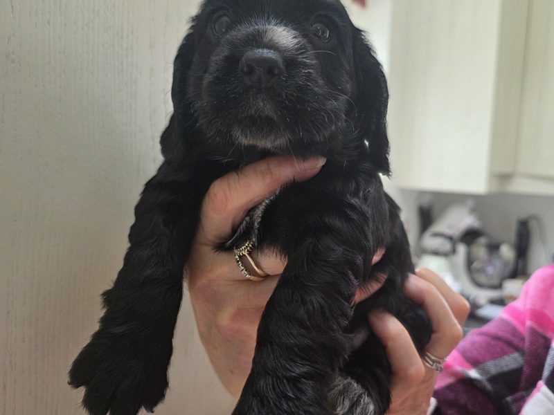 Incredible working cocker spaniel puppies kc registered