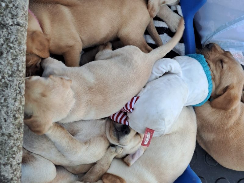 CHUNKY YELLOW KC REG PUPS