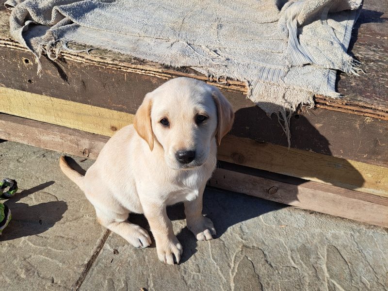 CHUNKY YELLOW KC REG PUPS