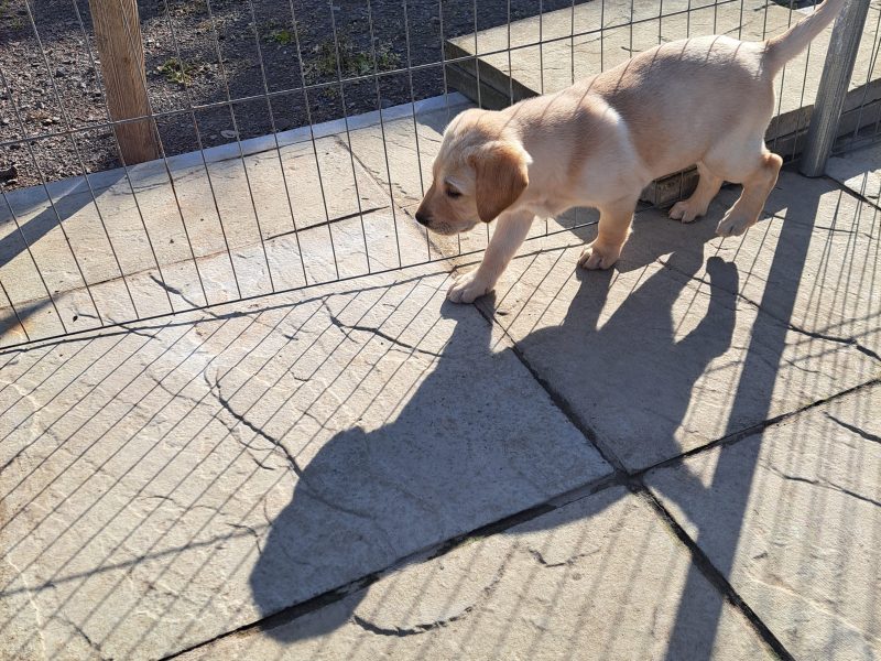 CHUNKY YELLOW KC REG PUPS