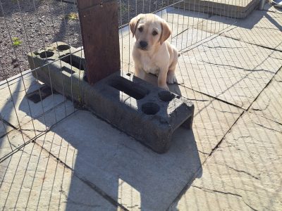 CHUNKY YELLOW KC REG PUPS