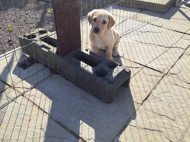 CHUNKY YELLOW KC REG PUPS