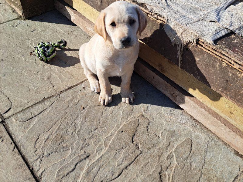 CHUNKY YELLOW KC REG PUPS