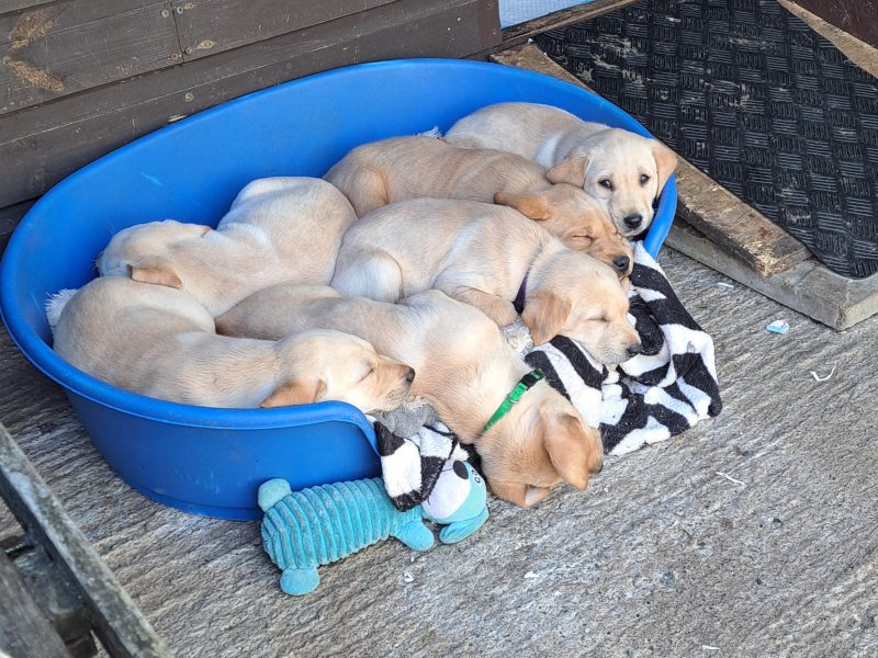 CHUNKY YELLOW KC REG PUPS