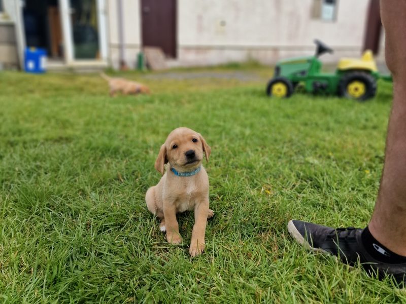 Well bred, KC registered puppies from fully health tested parents.