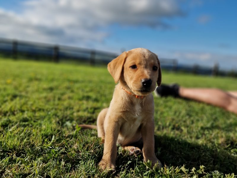Well bred, KC registered puppies from fully health tested parents.