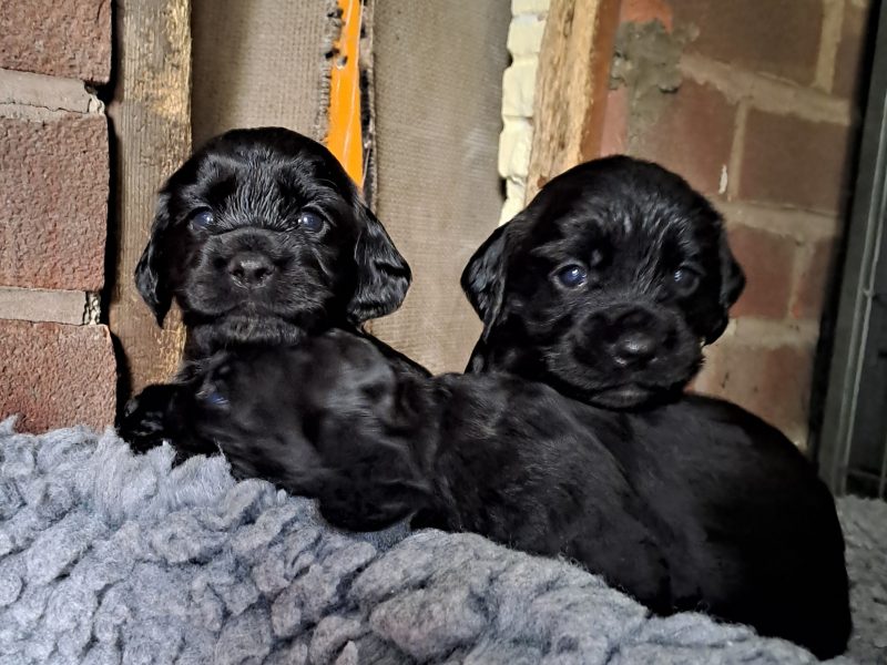 FTAW X OFTW PUPPIES ❗️❗️ALL SOLD❗️❗️❗️❗️