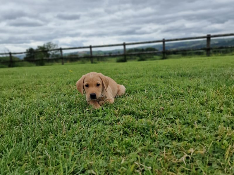 Well bred, KC registered puppies from fully health tested parents.