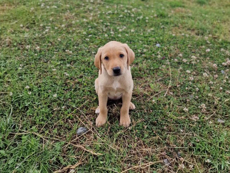 Well bred, KC registered puppies from fully health tested parents.