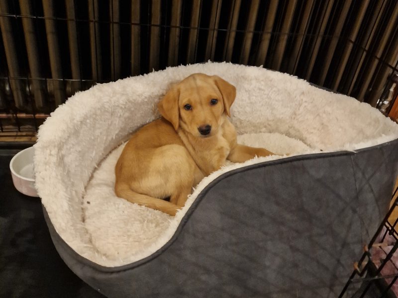 Well bred, KC registered puppies from fully health tested parents.
