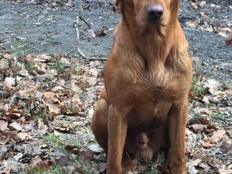 KC Registered labrador puppies