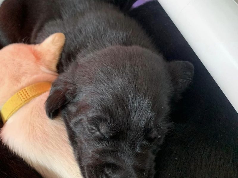 KC registered FTAW sired, health checked black and yellow puppies