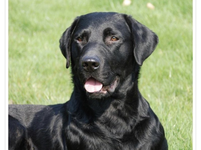 KC registered FTAW sired, health checked black and yellow puppies