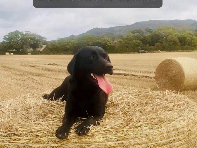 Labrador retriever puppies Leadburn, Buccleuch, Drakeshead, Chatsworth FCCH FTW blood lines