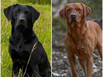 Well bred, KC registered puppies from fully health tested parents.