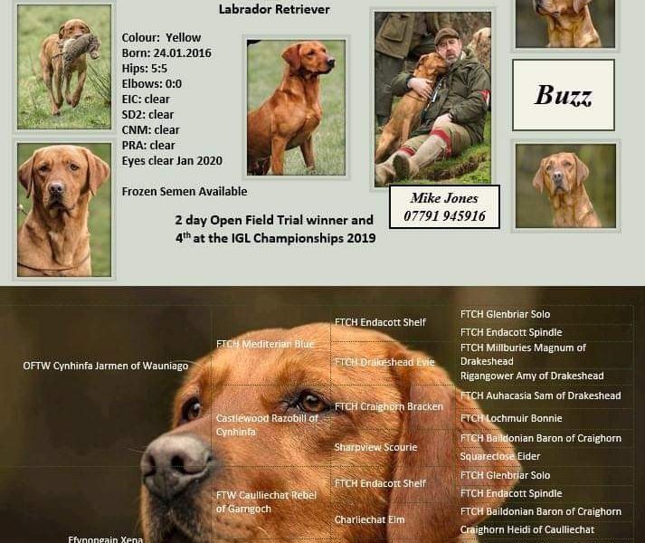 Well bred, KC registered puppies from fully health tested parents.