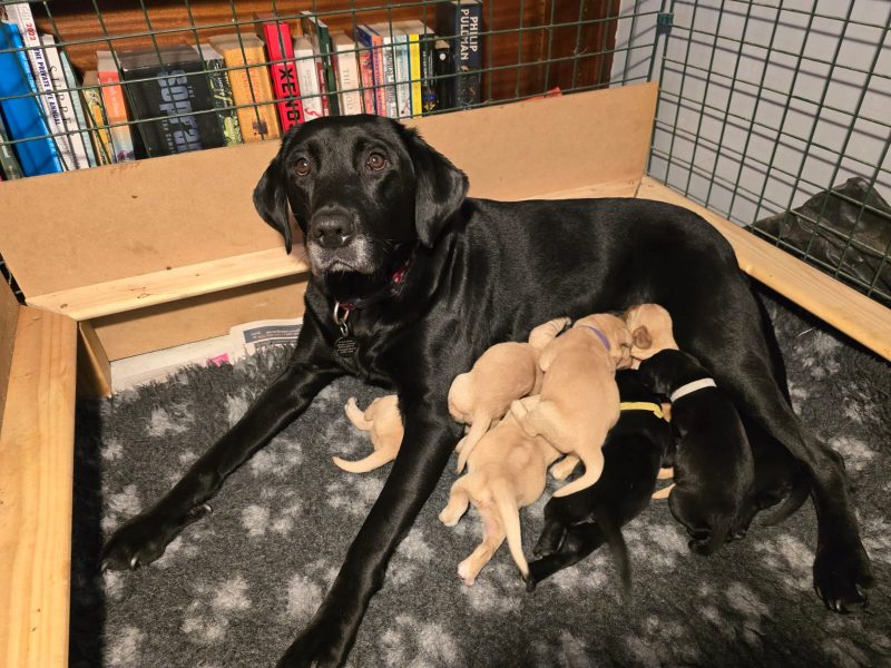 Well bred, KC registered puppies from fully health tested parents.