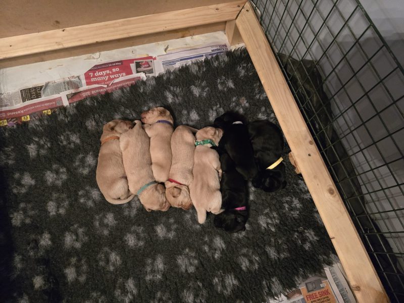Well bred, KC registered puppies from fully health tested parents.