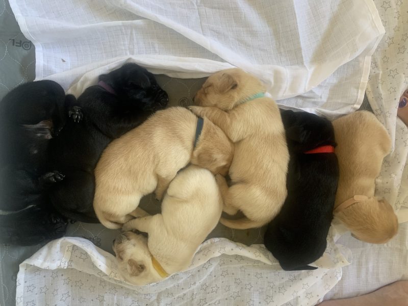 KC registered FTAW sired, health checked black and yellow puppies