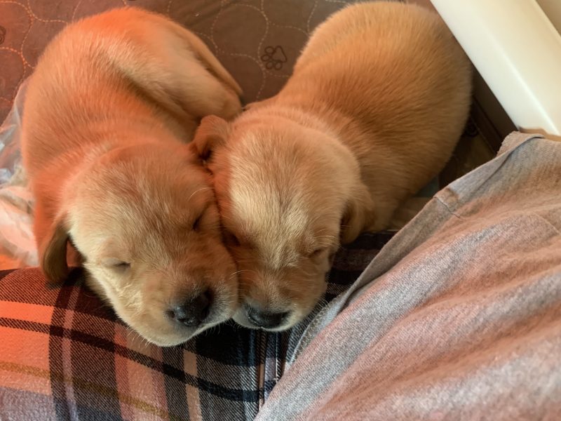 KC registered FTAW sired, health checked black and yellow puppies