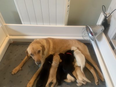 KC registered FTAW sired, health checked black and yellow puppies