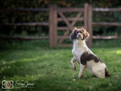 Beautiful KC registered English Springer Spaniels