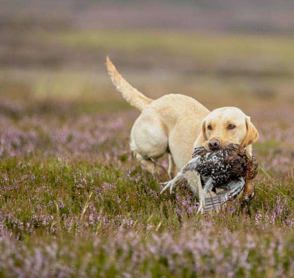 KC Registered labrador puppies