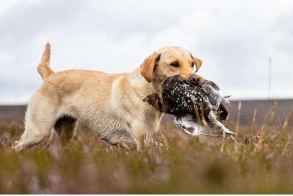 KC Registered labrador puppies