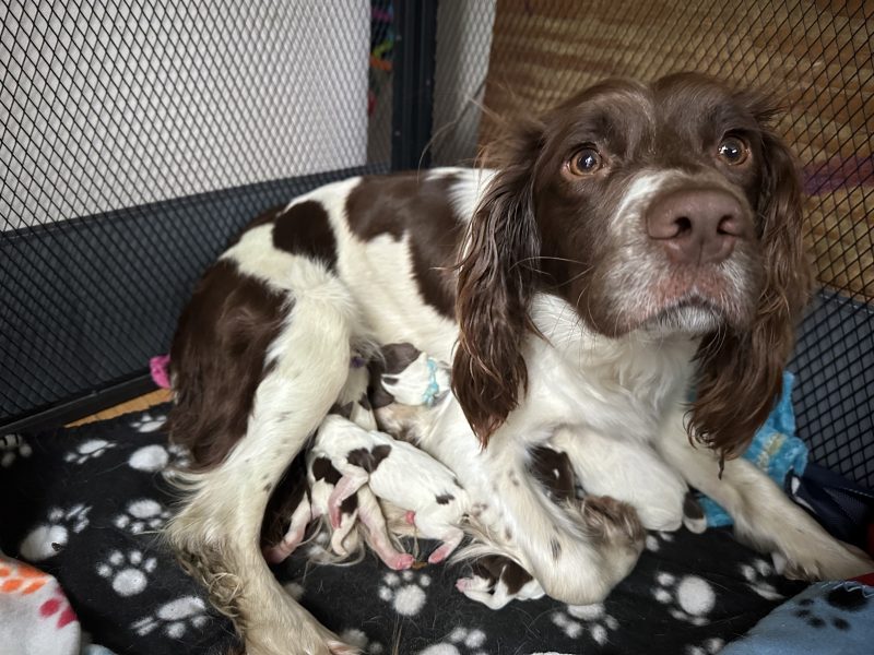 Beautiful KC registered English Springer Spaniels